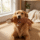 Plush Animal Squeaky Dog Toys