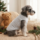 Grey Bear Vest