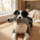 Plush Animal Squeaky Dog Toys