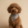 Plaid Pet Bandana