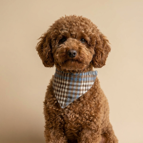 格纹三角巾-泰迪上身图 Plaid Pet Bandana